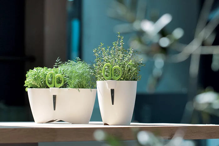 Pot de fleur Limes